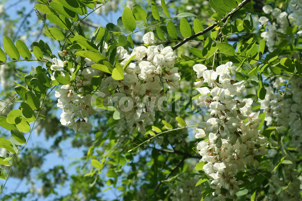 아카시아꽃,아카시아나무,아카시아꽃잎,아카시아잎,아카시아나무숲,식물,자연,plants,nature