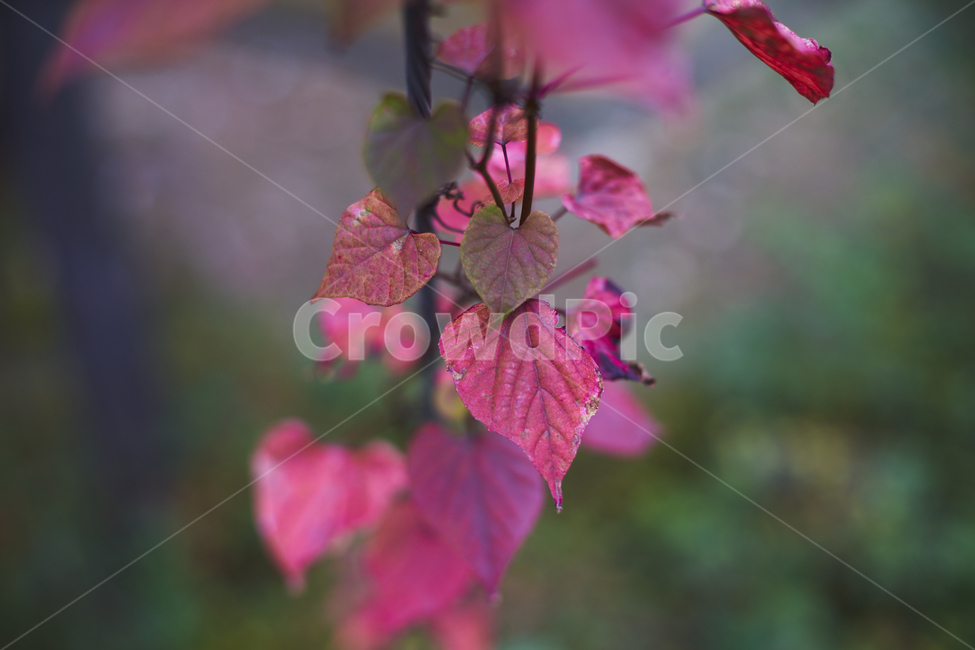 붉은색,잎,덩쿨식물,덩굴식물,배경흐림,가을,계절,fall,autumn,season,식물,자연,plants,nature,veins,정맥