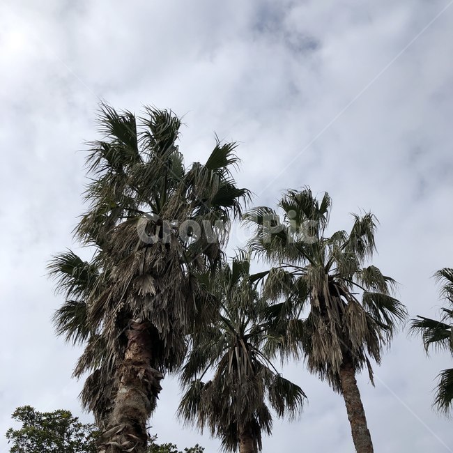 감성,tree,나무,plant,식물,야자수,palmtree,arecaceae
