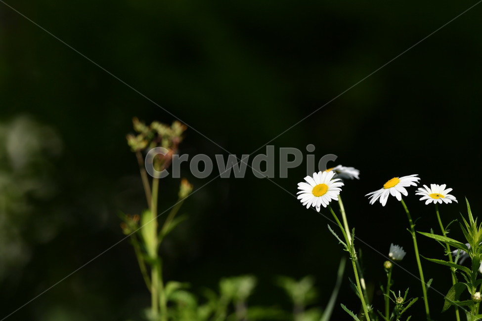 식물,자연풍경,꽃,감성사진,봄,5월,마가렛,국화,식물,자연,plants,nature,꽃,flower