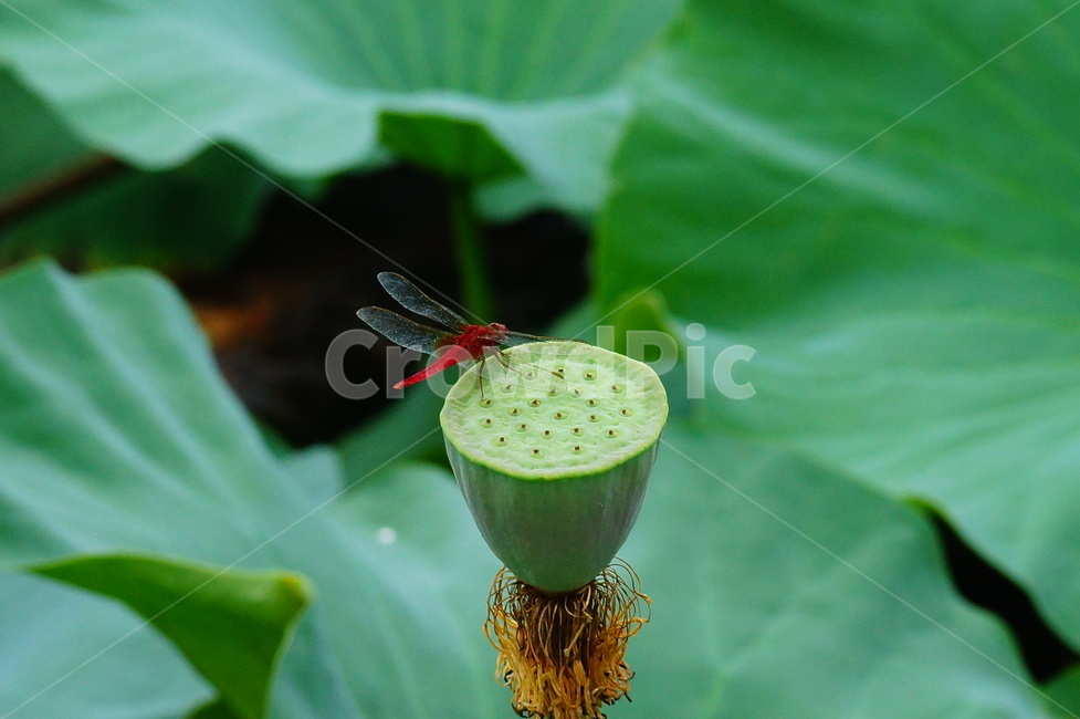 flower,plant,식물,blossom,pondlily,연꽃,연못백합,lily,꽃,잠자리,식물,자연,plants,nature