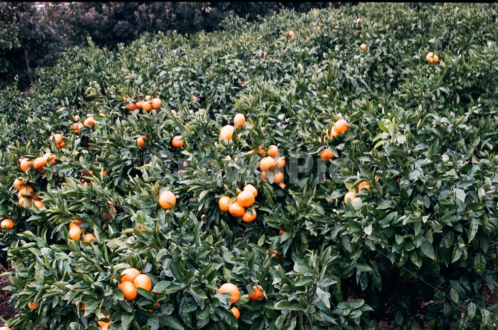 mandarin,Jeju,nature,fruit,jeju island,Hallabong,tangerines,orange,rainy,cloudy,citrus tree,fruit tree,jeju,tangerine field,fruit field,tangerine tree,Jeju tangerines,cloudy day