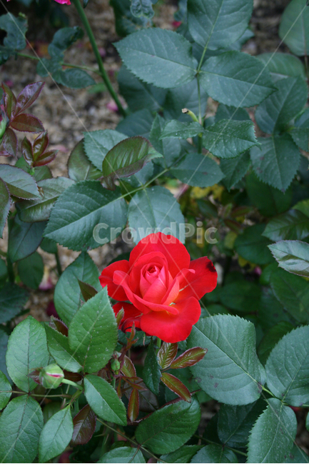 장미,장미덩쿨,식물,flower,plants,nature,꽃,꽃봉오리,식물,자연,plants,nature,꽃,flower