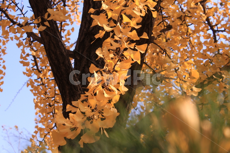 은행잎,가을단풍,은행나무,자연,식물,노랑은행나무잎,가을,계절,fall,autumn,season,leaf,잎,plant,tree,나무