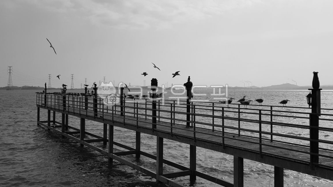 바닷가,갈매기,오이도,새,나무다리,바다,다리,seagull,bird,seaside,sea,서해안,섬,oido,island,ansan,안산,waterfront,워터프론트,water,물,pier,교각,port,포트,animal,동물,bridge,조용,난간,산책로,흑백