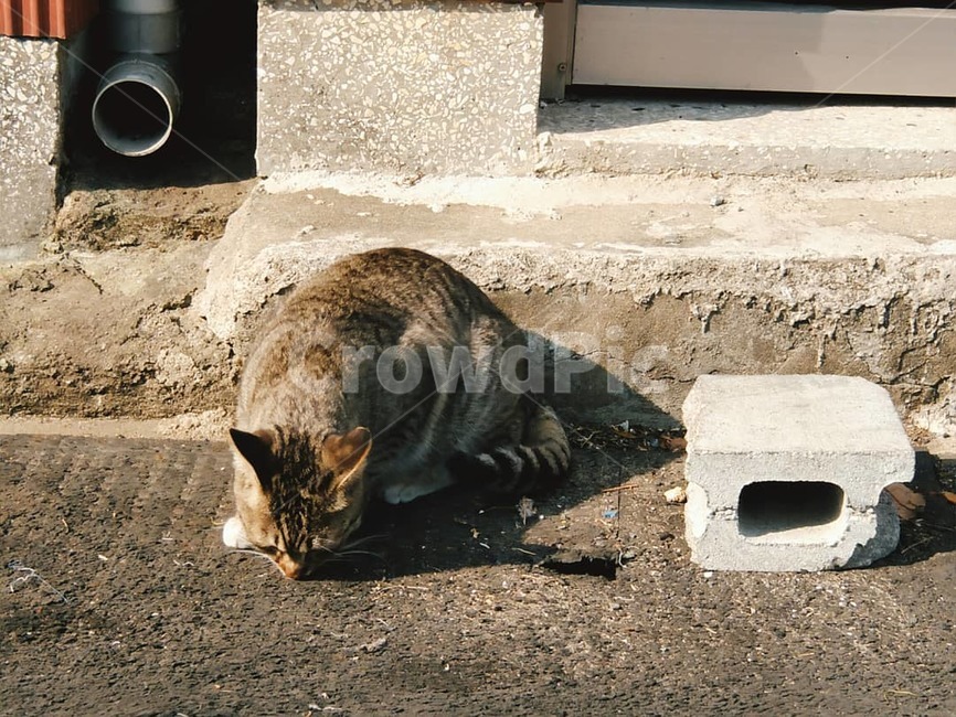 고양이,길고양이,동물,cat,animal,감성,감성사진,풍경,국내,동물,animal,포유류,mammal,고양이,cat,kitten,kitty
