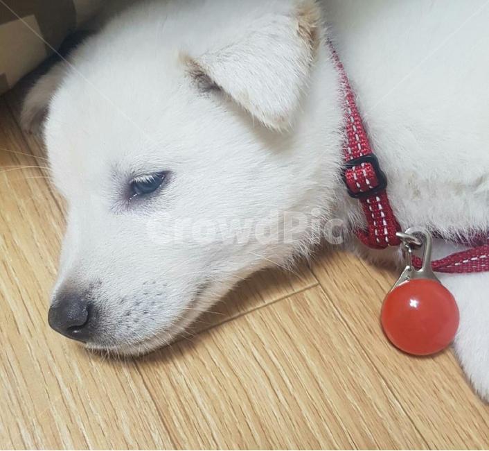 강아지,귀여운강아지,애완견,dog,풍산개