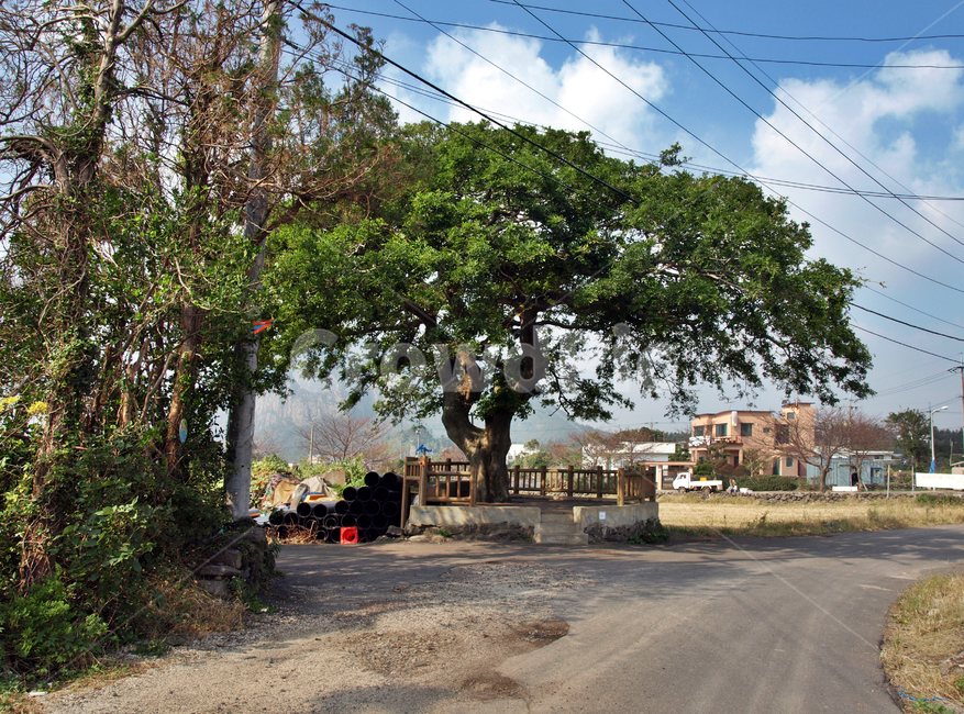 쉼터,마을,화순,올레9코스,올레,서귀포시,제주,시골,마을,풍경,landscape,country,rural,town,식물,자연,plants,nature,나무,trees,wood