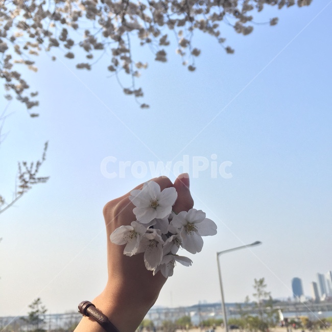 벚꽃,하늘,꽃,한강,봄,손목시계,여자손