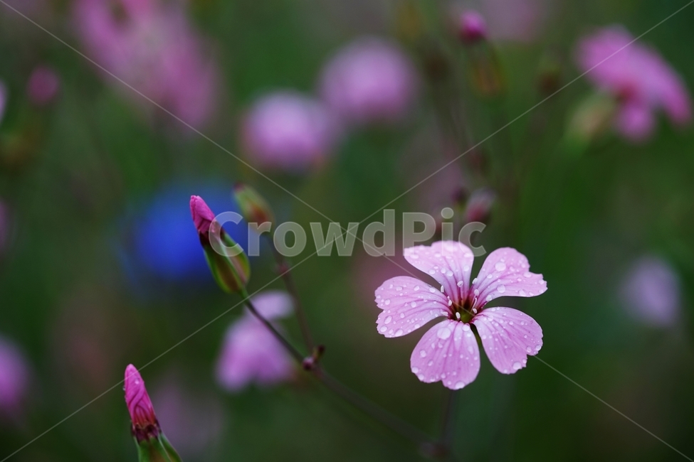 씀바귀,야생화,풀꽃,봄꽃,빗방울,비,식물,자연,plants,nature,꽃,flower