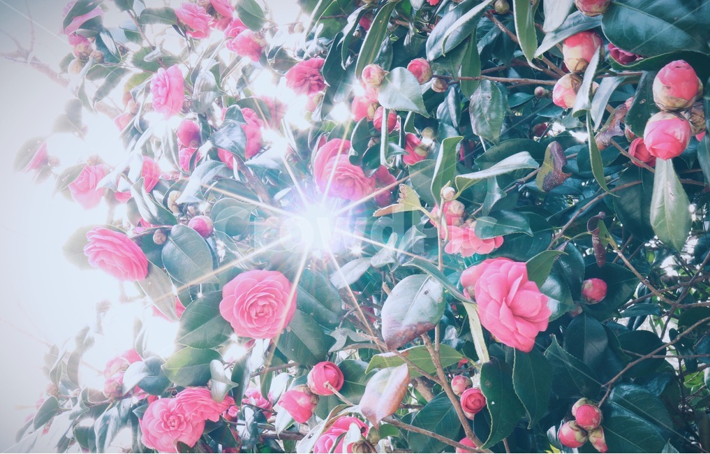 동백,동백꽃,햇빛,감성,색감,식물,자연,plants,nature,꽃,flower,감성,sensible,feeling,휴식,힐링,rest,relaxation,healing