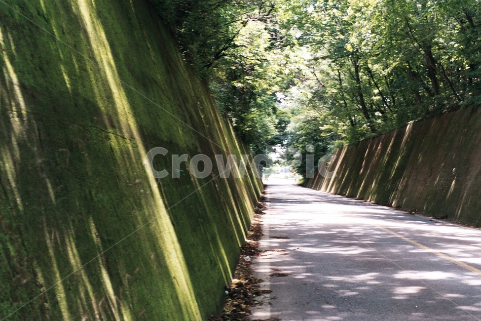 터널,이끼,자연,음침함,신비로움,드라이브,시외,교외,외곽