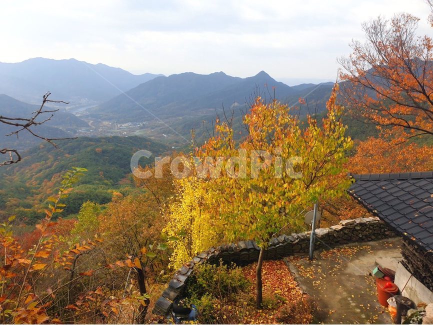자연,나무,nature,단풍,산사,풍경,가을