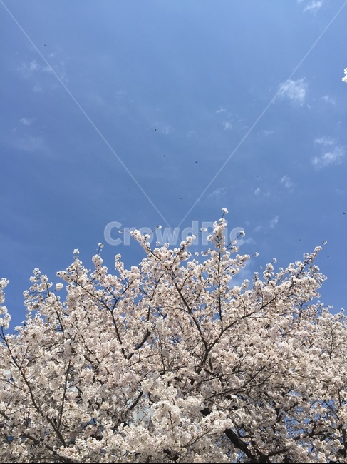 벚꽃,벚나무,하늘,구름,햇빛,맑음,파랑,상쾌