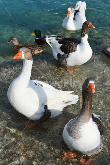 오리,새끼오리,연못,duck,duckling,pond,동물,animal,조류,새,birds