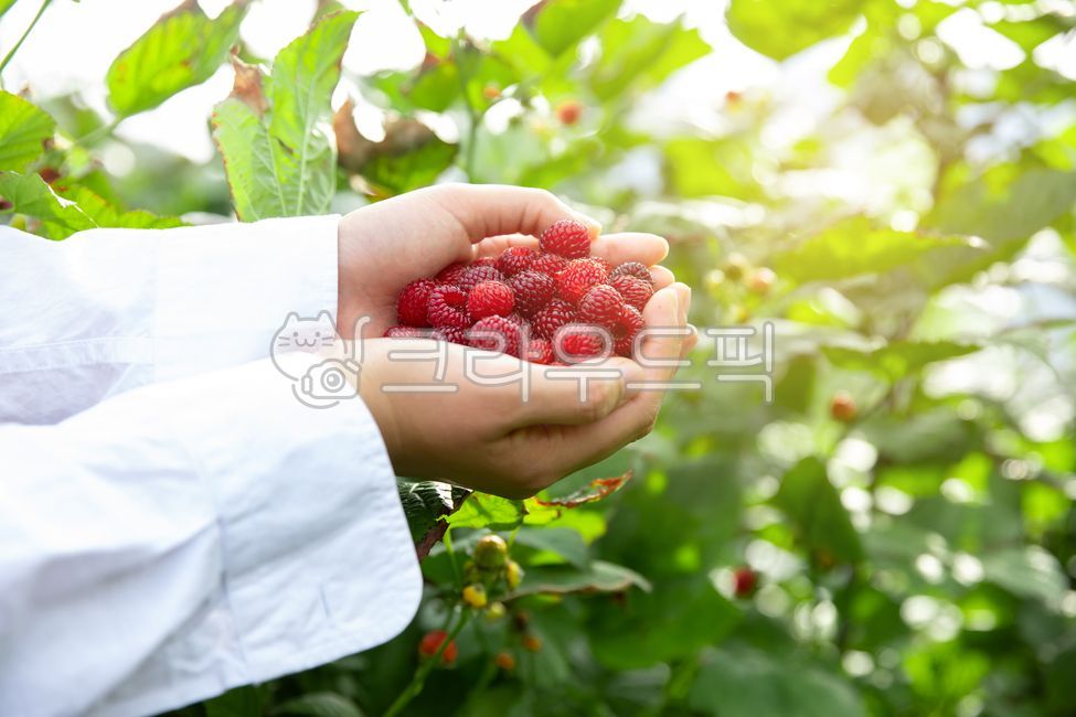 dipped,rural,agricultural products,put,hold,red,white,female,in hand,raspberry,return to farming,landscaping,upper body,field,orchard,person,plant,lift,reddish,collect,daytime,full,woman,gardening,fruit,hold out,show,apron,industry,crops,berries,vegetable