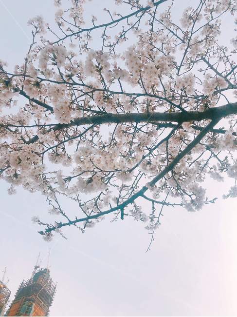 벚꽃,꽃,연분홍,예쁘다,힐링