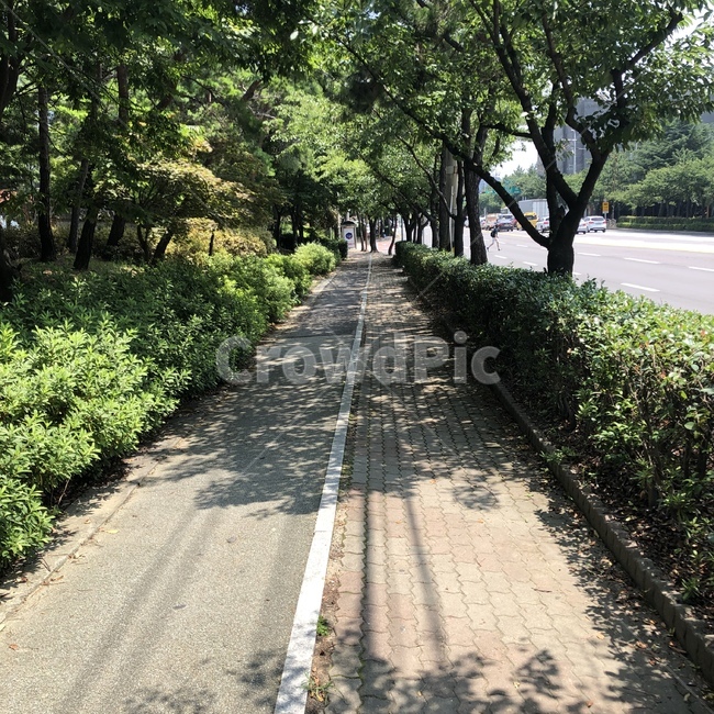거리,나무,가로수,따스함,여름