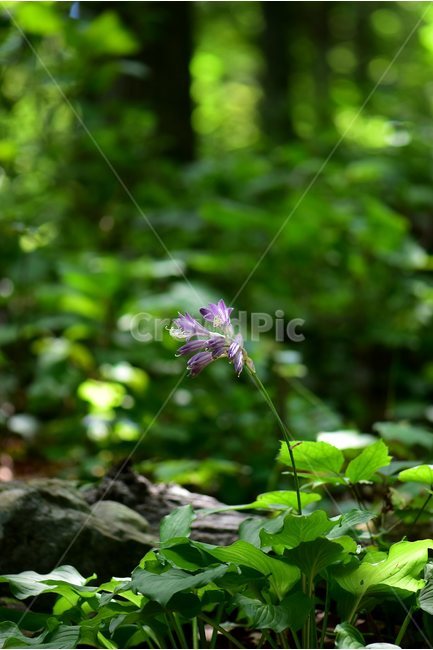일월비비추,야생화,식물,자연,여름,생태,꽃,힐링,플라워,wildflower,flower,plants,nature,season,감성,느낌,emotion,feeling,여러해살이풀,백합과,비비추속,식물,자연,plants,nature,꽃,flower