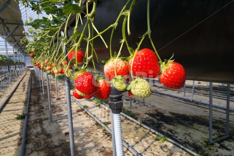 strawberry,딸기,plant,식물,fruit,과일,food,음식,딸기체험,딸기농장,딸기하우스,딸기모종