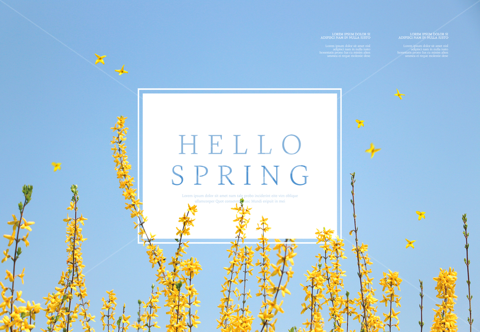 개나리,꽃,꽃잎,프레임,봄,감성,봄,계절,spring,season,식물,자연,plants,nature,꽃,flower,그래픽,일러스트레이션,graphic,illustration