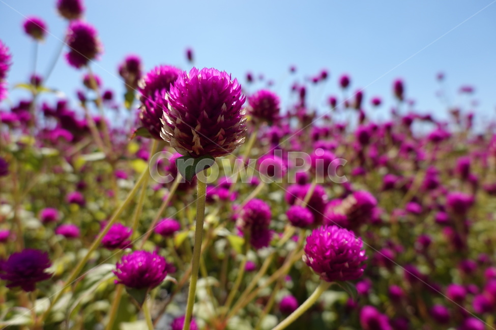 천일홍,보라색,꽃,꽃밭,꽃축제,보라꽃,식물,자연,plants,nature,꽃,flower