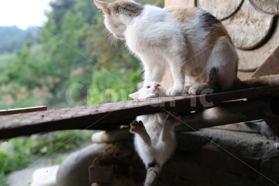 아기고양이,고양이,야옹이,동물,빛모아농원,궁댕이아기,나리,동물,animal,포유류,mammal,고양이,cat,kitten,kitty,가족,패밀리,family