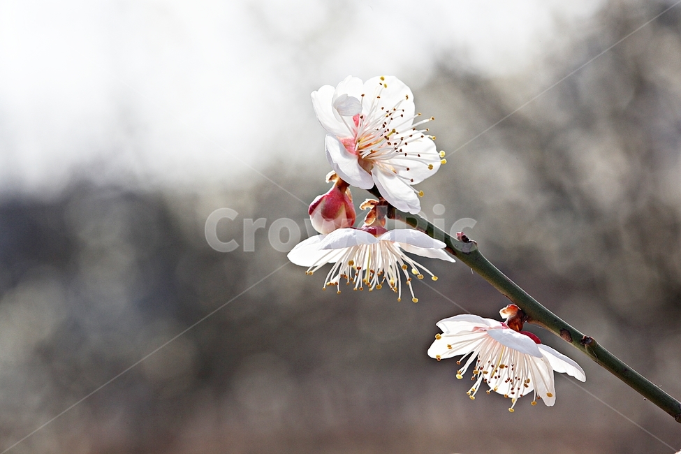 매화꽃,매화,꽃,나무,자연,배경,봄,계절,spring,season,식물,자연,plants,nature,꽃,flower,plant