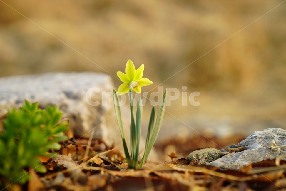 꽃,봄,꽃사진,클로즈업,수선화,봄,계절,spring,season,식물,자연,plants,nature,꽃,flower,plant,blossom,amaryllidaceae,수선화과
