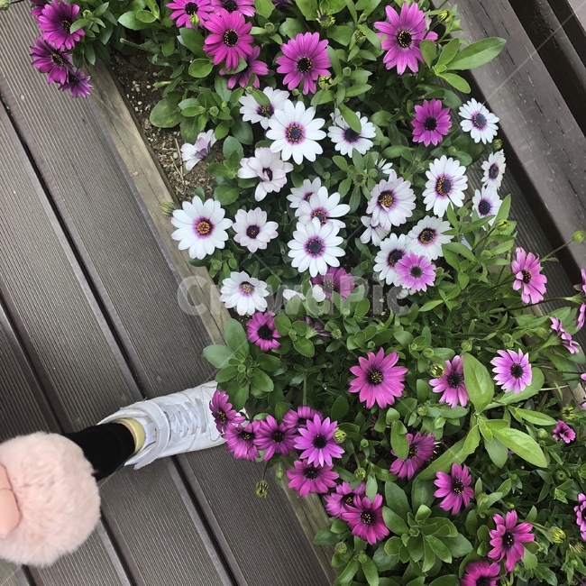 꽃,꽃밭,봄,자연,식물,정원,플라워,화분,화초