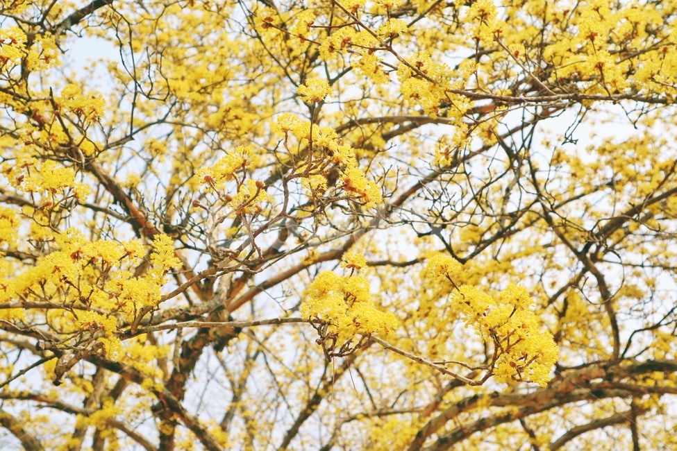 봄,꽃,산수유,flower,spring,봄,계절,spring,season,식물,자연,plants,nature,꽃,flower,plant,tree,나무