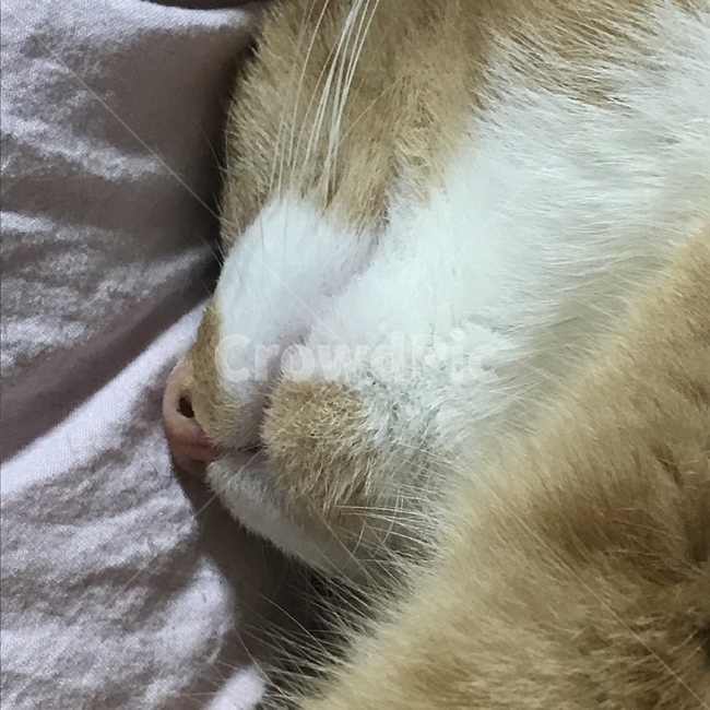 코숏,치즈냥,고양이,잠,귀여운,잠자는,나른한,확대샷,귀여움,코