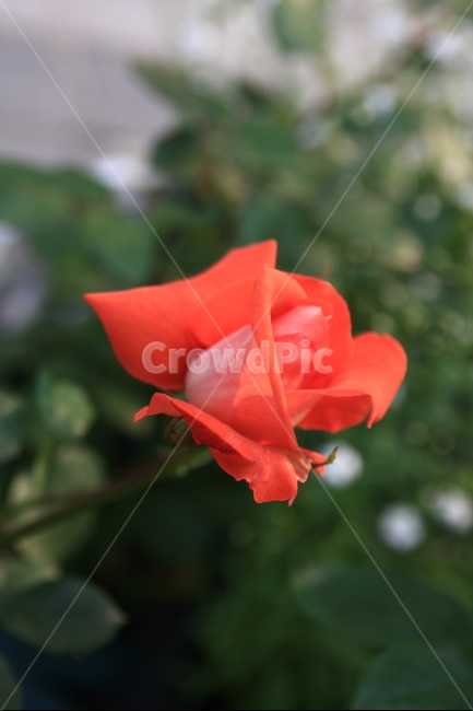 장미축제,장미,꽃,오월,rose,장미향기,공원에핀장미,봄의꽃,봄꽃,장미꽃,봄,계절,spring,season,식물,자연,plants,nature,꽃,flower,blossom,plant,geranium,제라늄