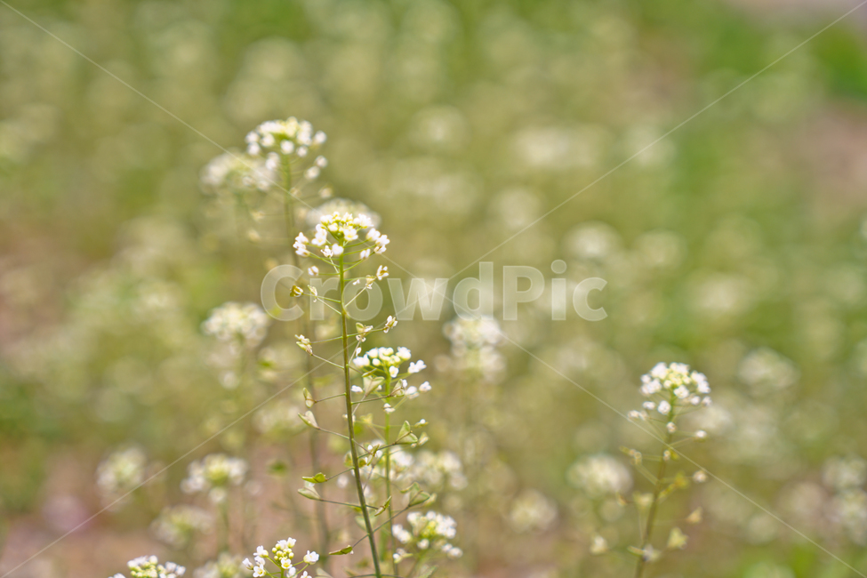 봄,뽐꽃,꽃,계절,식물,감성,자연,야생화,들꽃,식물,자연,plants,nature,꽃,flower