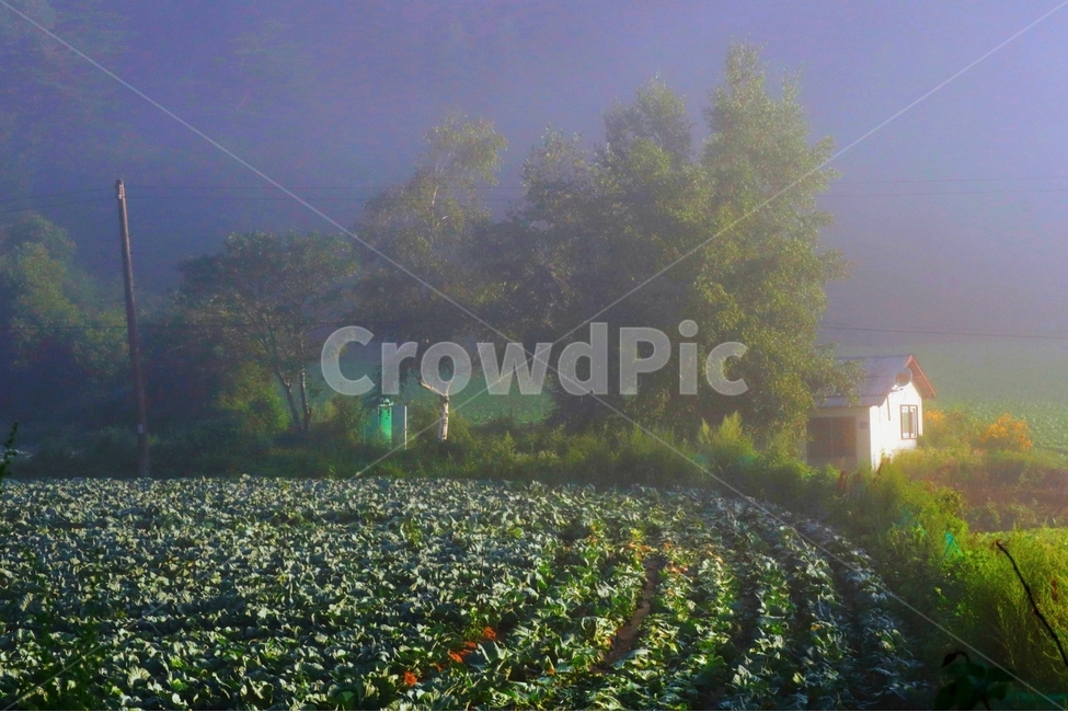 새벽,안개,배추밭,빛,나무,자연,풍경,nature,landscape,시골,마을,country,rural,town