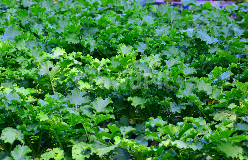 무,야채,채소,fresh,신선한,vegetable,먹거리,음식,plant,김장채소,김장용무우,무우밭,밭농사,밭작물,농업,산업,농작물,뿌리채소,잎채소,재배,시골밭,그린,초록색,녹색채소,green,식물,season,시즌,계절,배경,바탕,백그라운드,9월,10월,11월,우리것,background,채소,야채,vegetables,농업,농사,agriculture,farming,farming industry