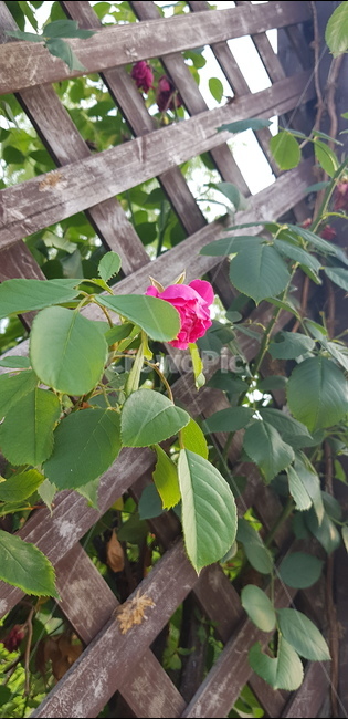 장미꽃,가시,빨강색,정열,향기,오월의장미,넝쿨