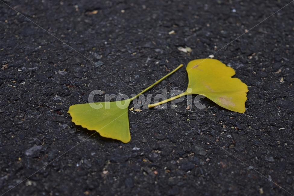 은행,가을,노란색,낙엽,바닥,가을,계절,fall,autumn,season,식물,자연,plants,nature,leaf,잎,plant,ground