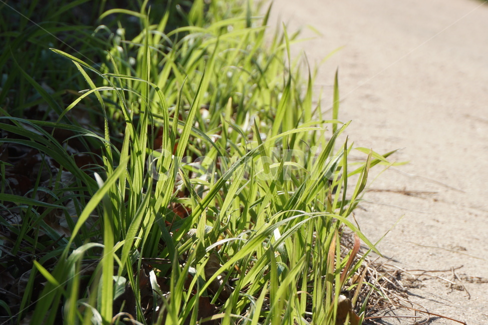 파란하늘,파랗다,맑음,청명함,3월,하늘,식물,자연,plants,nature