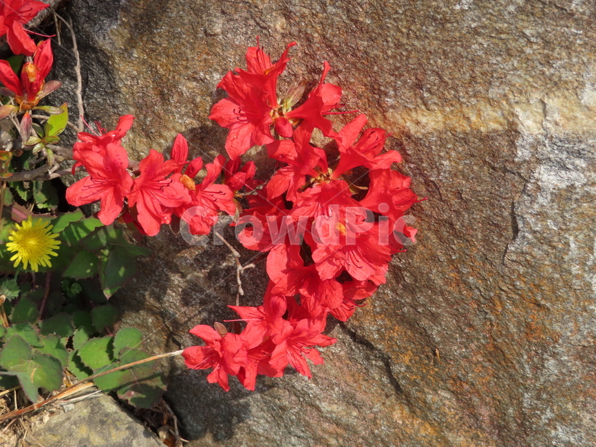 바위,철쭉,식물,레드,빨강,아름다움,탄생,자연,돌,rock,azalea,plants,red,beauty,nature,stone