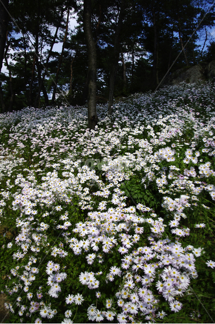 나무,숲,구절초,꽃,풍경,식물,flower,plant