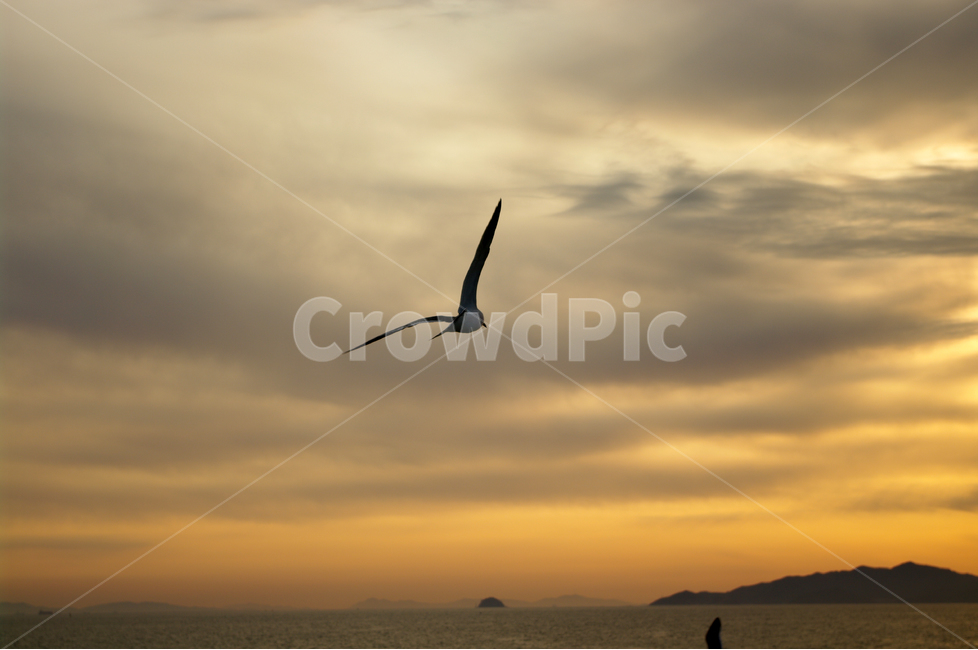 갈매기,새,노을,석양,바다,하늘,서해,한국,구름,풍경,풍광,자연,nature,landscape,동물,animal,조류,새,birds
