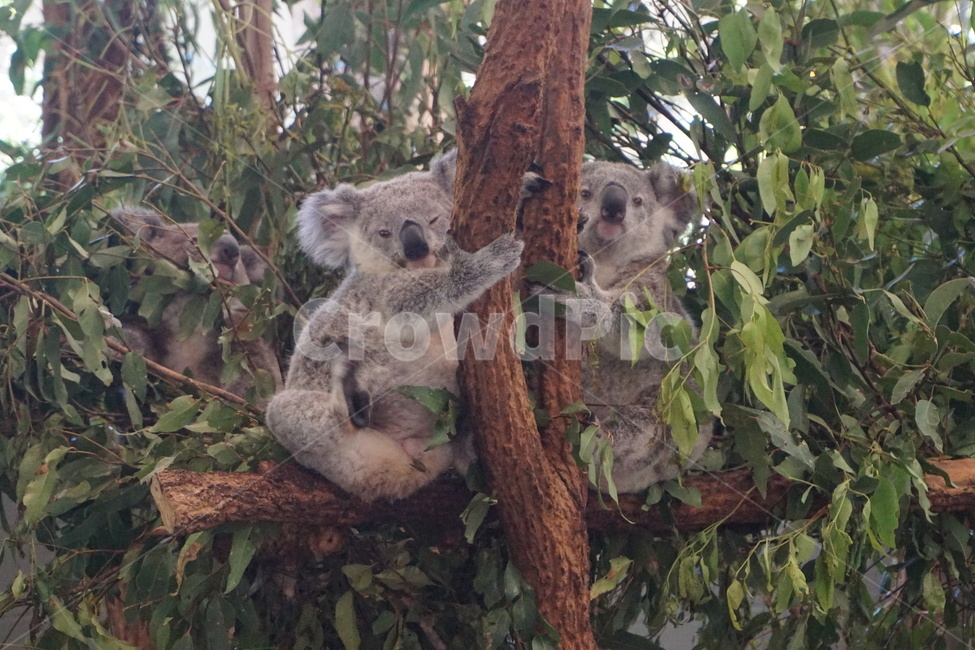 코알라,koala,동물,아기코알라,동물원,자연,귀여움,동물,animal
