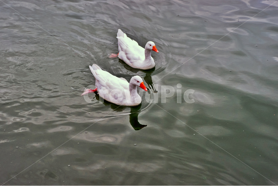 고니,동물,호수,조류,새,백조,한쌍,동물,animal,조류,새,birds