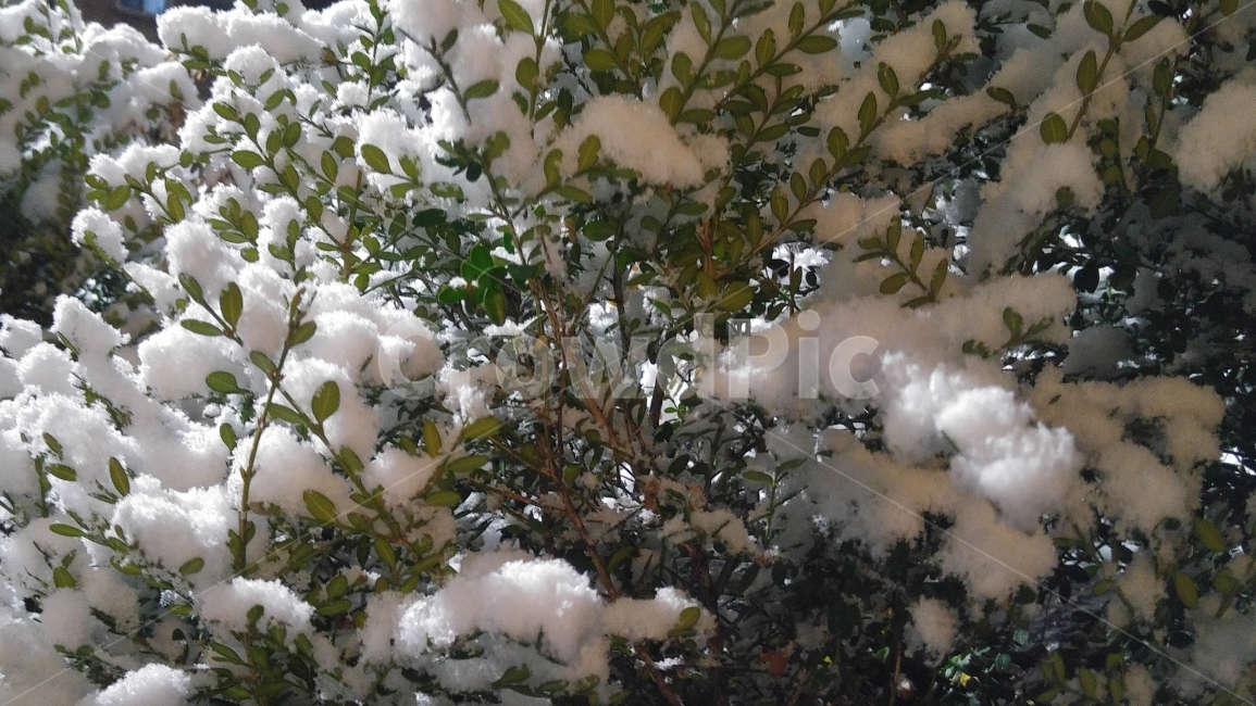 눈,첫눈,함박눈,눈꽃,눈꽃송이,겨울,계절,겨울,계절,winter,season,식물,자연,plants,nature