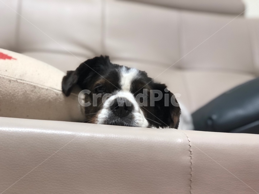 반려견,개,동물,강아지,졸음,개,강아지,dog,doggy