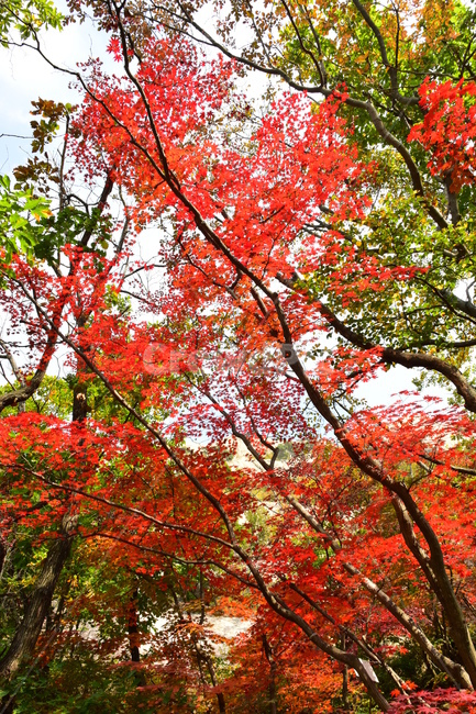 가을,단풍,자연,풍경,북한산,잎,단풍잎,붉은,나무,계절,계곡,숲,힐링,plant,fall,autumn,season,forestnature,landscape,한국자연풍경,한국자연경관,korea,tree,maple,leaf,가을,계절,fall,autumn,season,자연,풍경,nature,landscape,식물,plants,나무,trees,wood