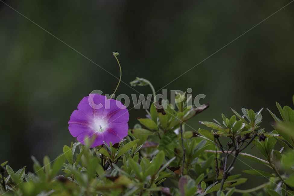 식물,자연,꽃,나팔꽃,여름,식물,자연,plants,nature,꽃,flower