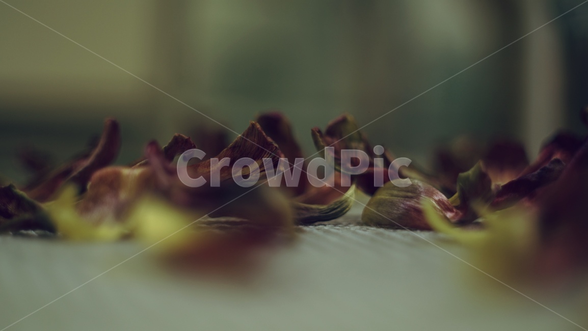 plant,식물,꽃,꽃잎,flower,petal,마른꽃잎,마른꽃,나열,떨어지다,떨어진