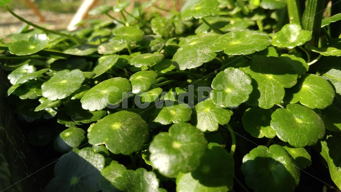 워터코인,녹색,녹색식물,그린,식물,다육식물,잎,watercoin,plant,green,greenplants,leaf